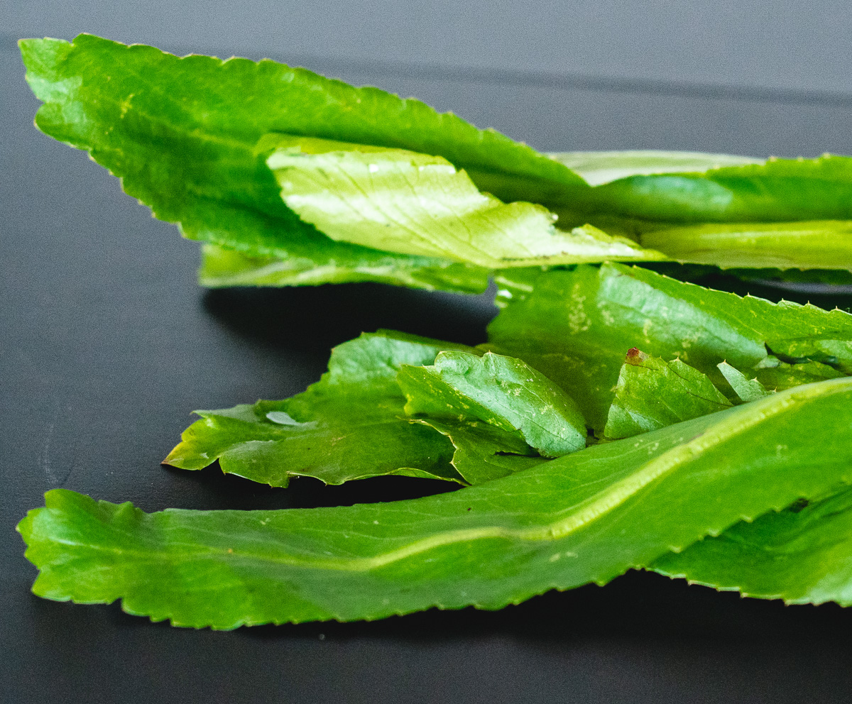 What is Culantro? Learn about this Caribbean Herb nomadic nutritionist