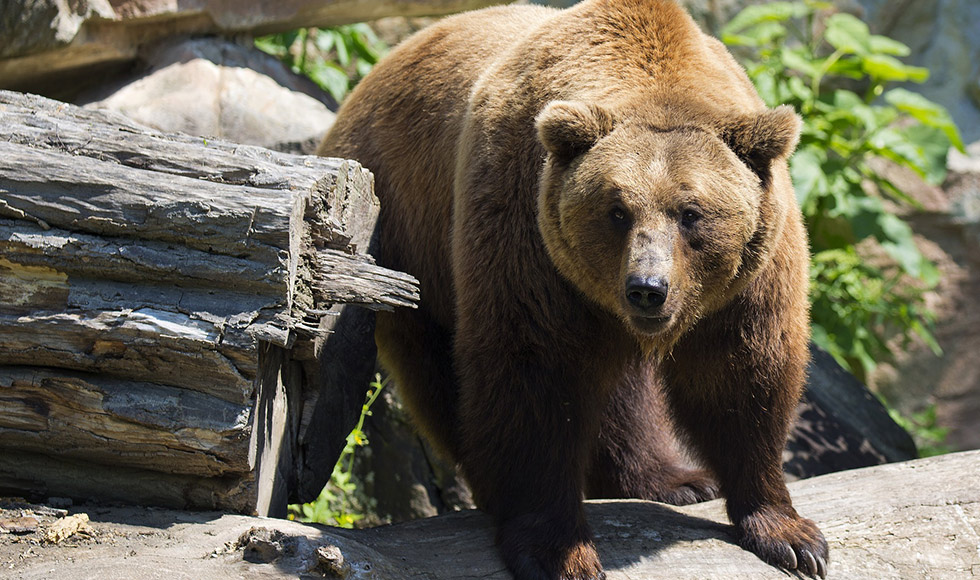 Spring bear hunting becoming more popular in southern Ontario.