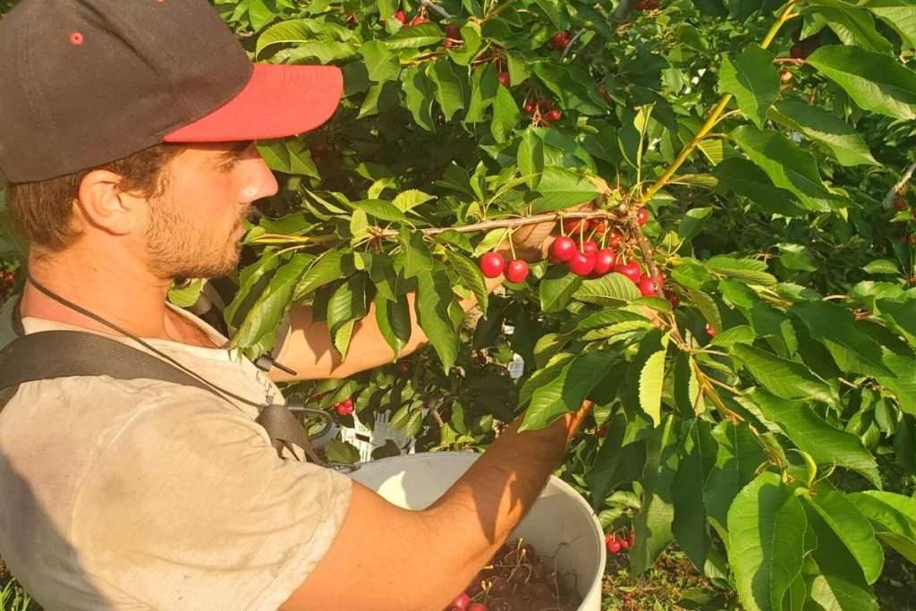 How to Find a Cherry Picking Job in BC According to a Regular • Nomad