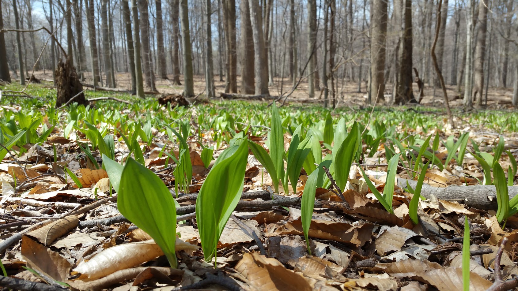 Wild Leeks aka Ramps — Allium tricoccum Nomad Seed Project