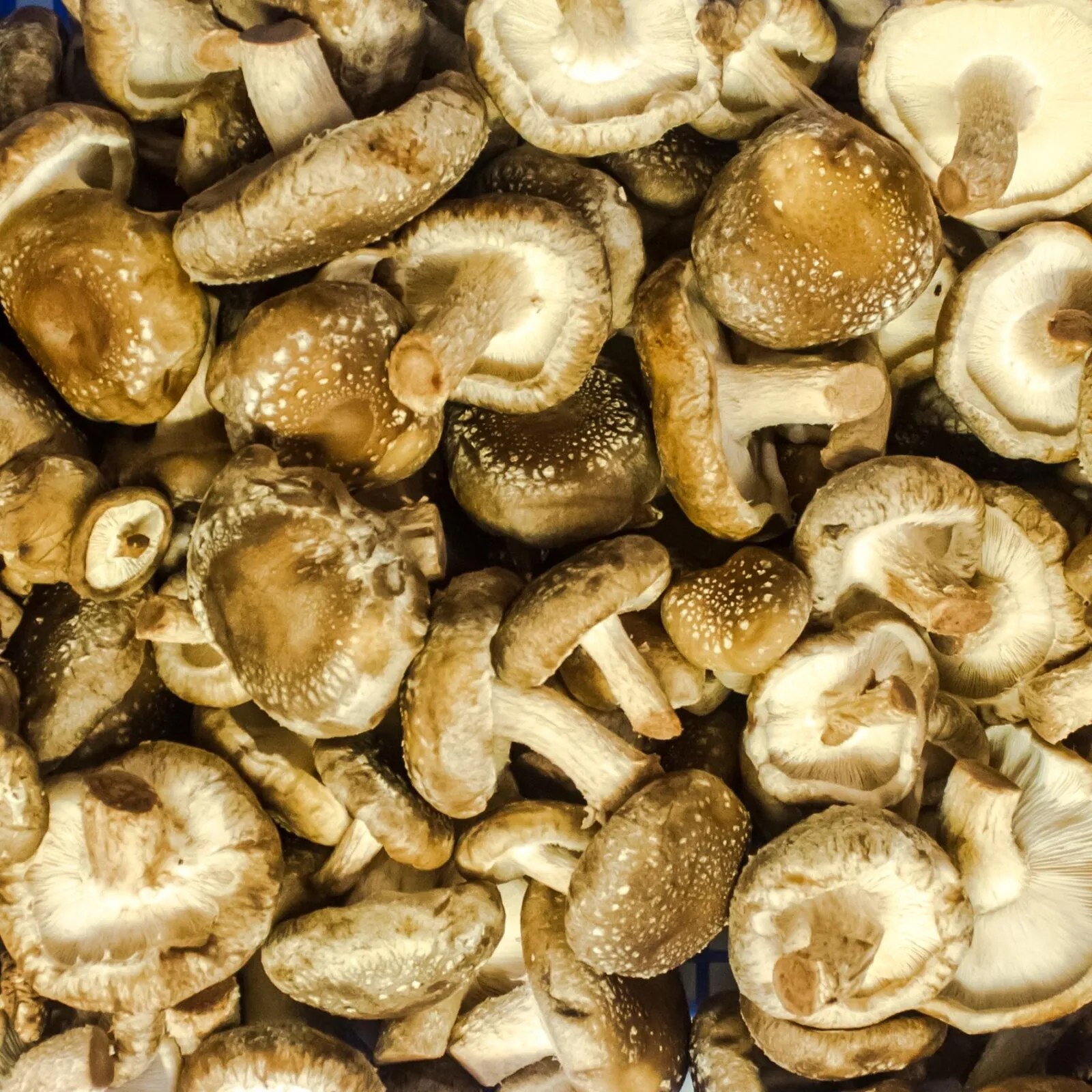 Organic Mushrooms Shiitake IRELAND Noms