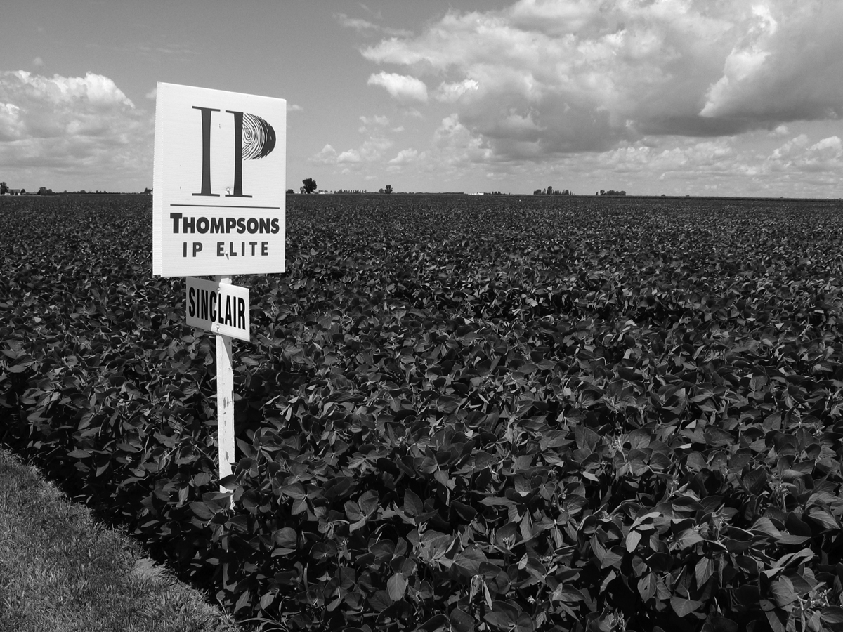 Plantbased food trend favors more nonGMO soybean production in Canada