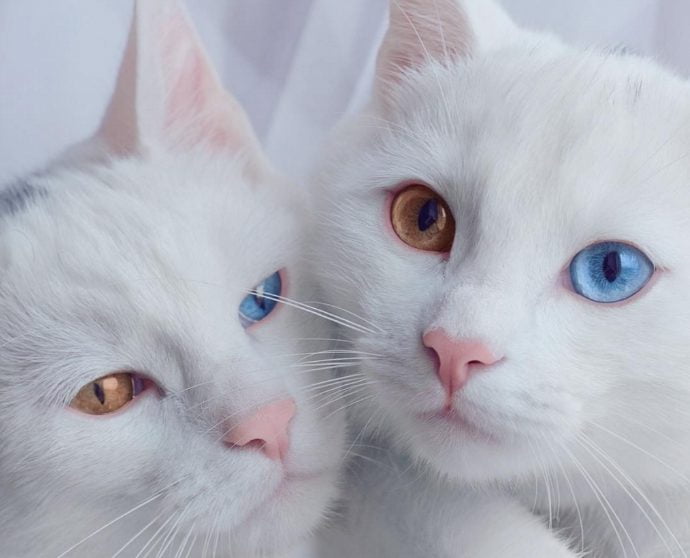 Sis Twins 双子の白猫 の両親もオッドアイ 美しいインスタ画像も ゆるりほっこり日々の暮らし Sis Twins 双子の白猫 の両親もオッドアイ 美しいインスタ画像も ゆるりほっこり日々の暮らし