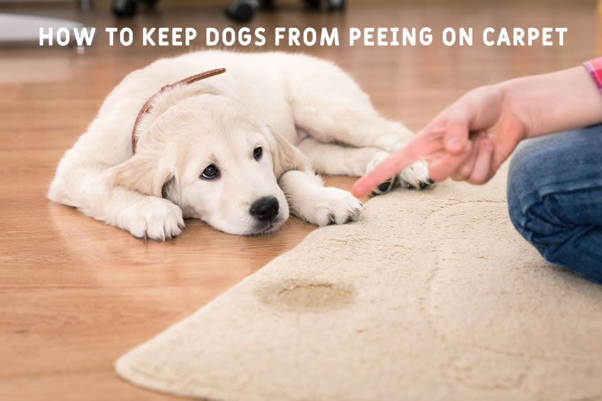 How to Keep Dogs from Peeing on Carpet NONDON
