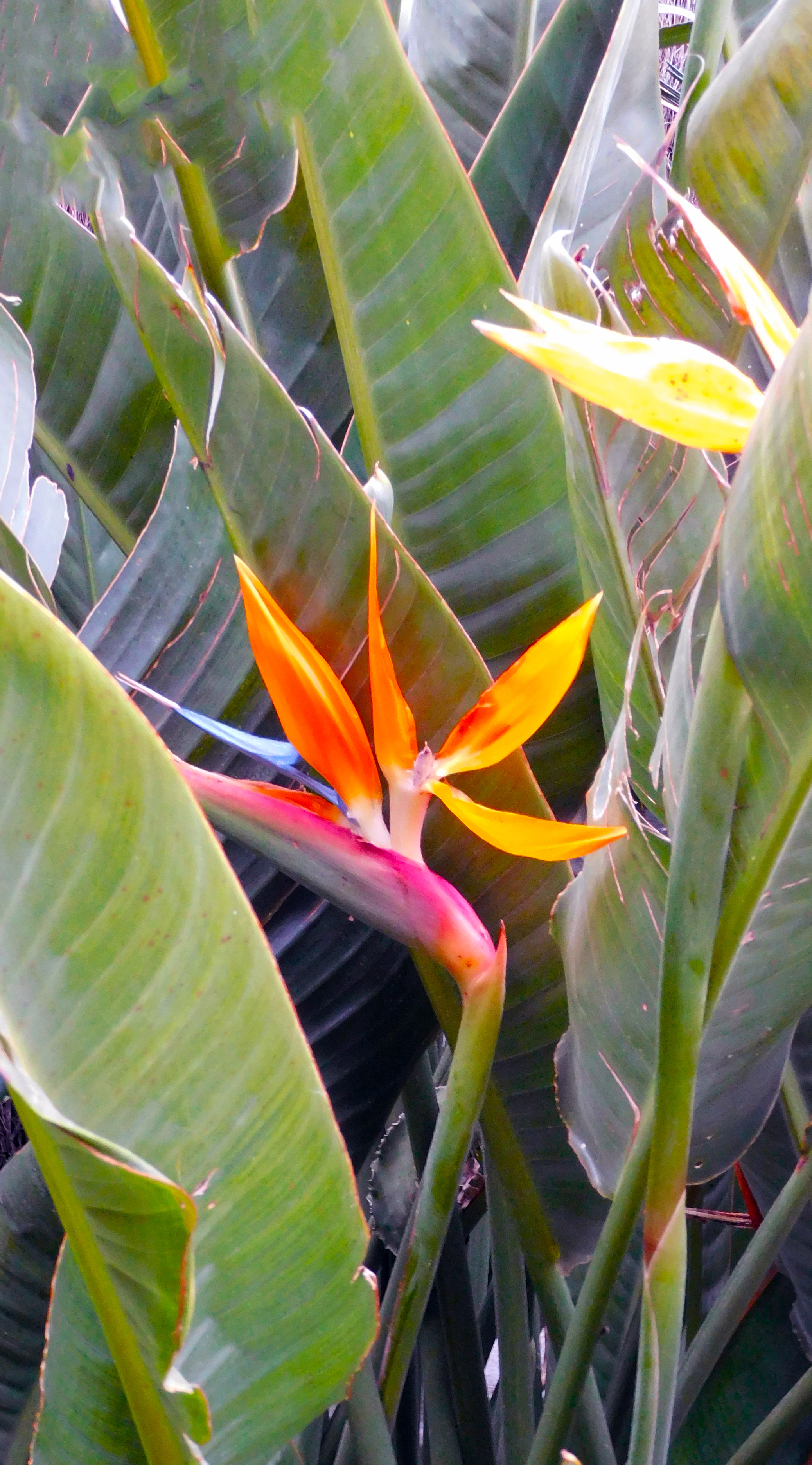 Strelitza Reginae, febrero. Non Perfect. El blog imperfecto.