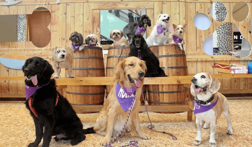 How Does An Animal Shelter Make Money at Derrick Torres blog