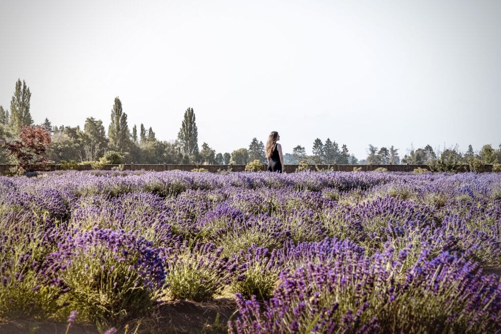 Drift around waves of purple Lavenderland near Vancouver Non Stop Destination