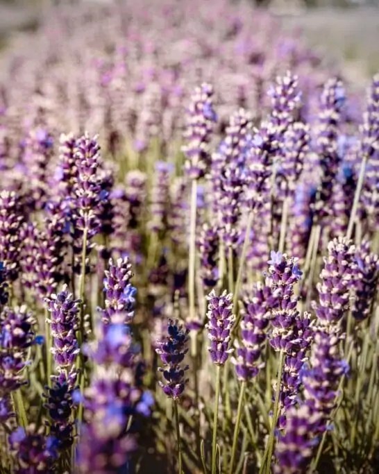 Drift around waves of purple Lavenderland near Vancouver Non Stop Destination