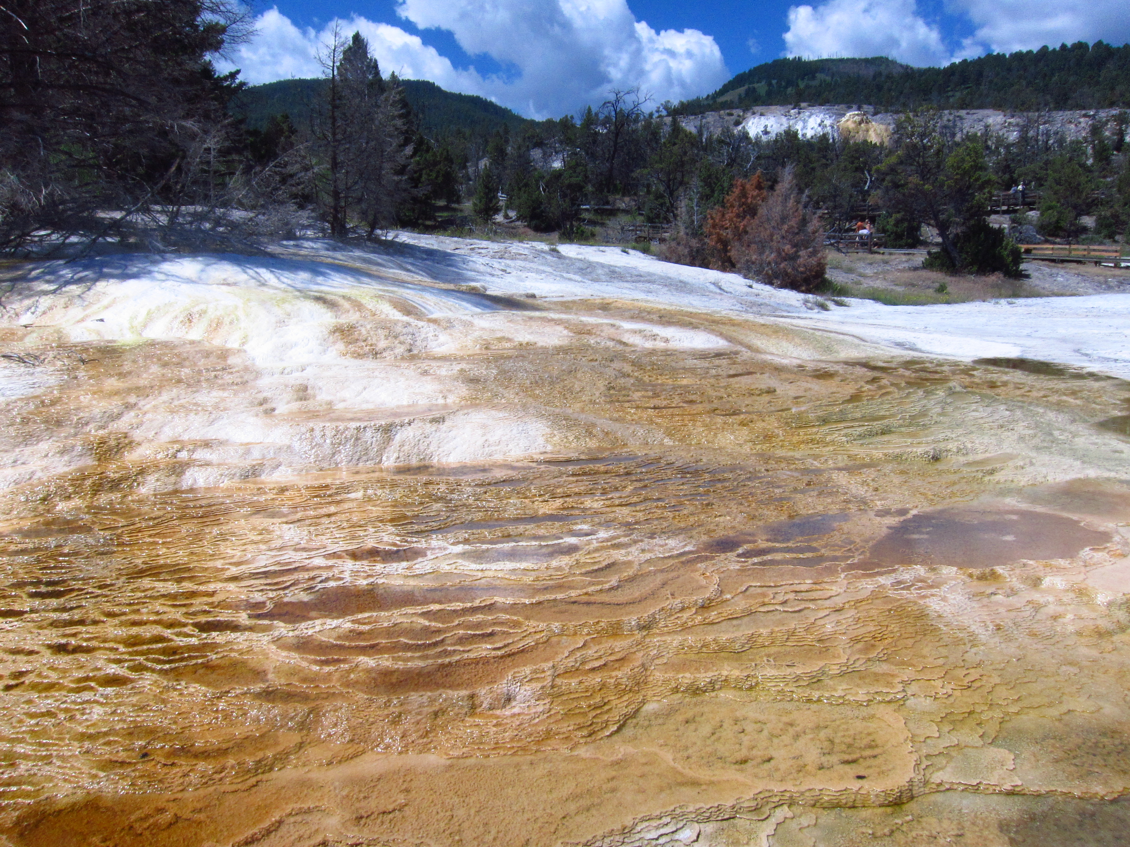 Mammoth Hot Springs at Yellowstone National Park Nonstop from JFK
