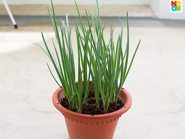 How to Grow Spring Onions/Scallions (StepbyStep Photos)