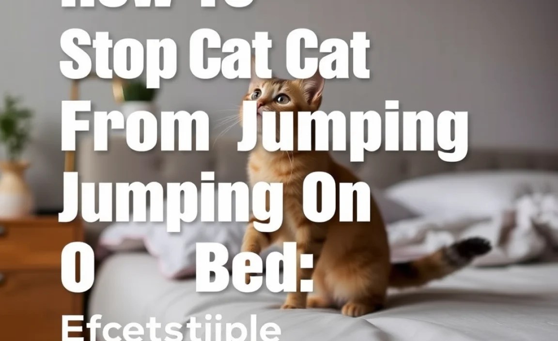 Creating a Cat-Friendly Space