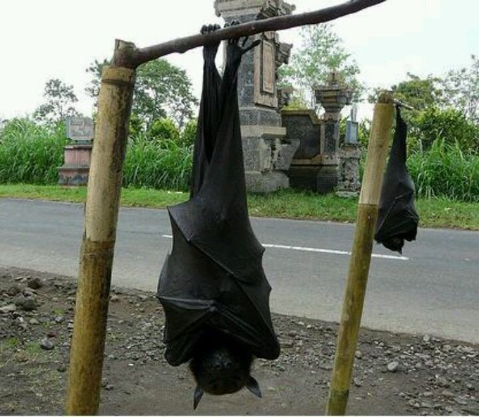 The Picture of This HumanSizedBat Surfacing The Is Actually Real