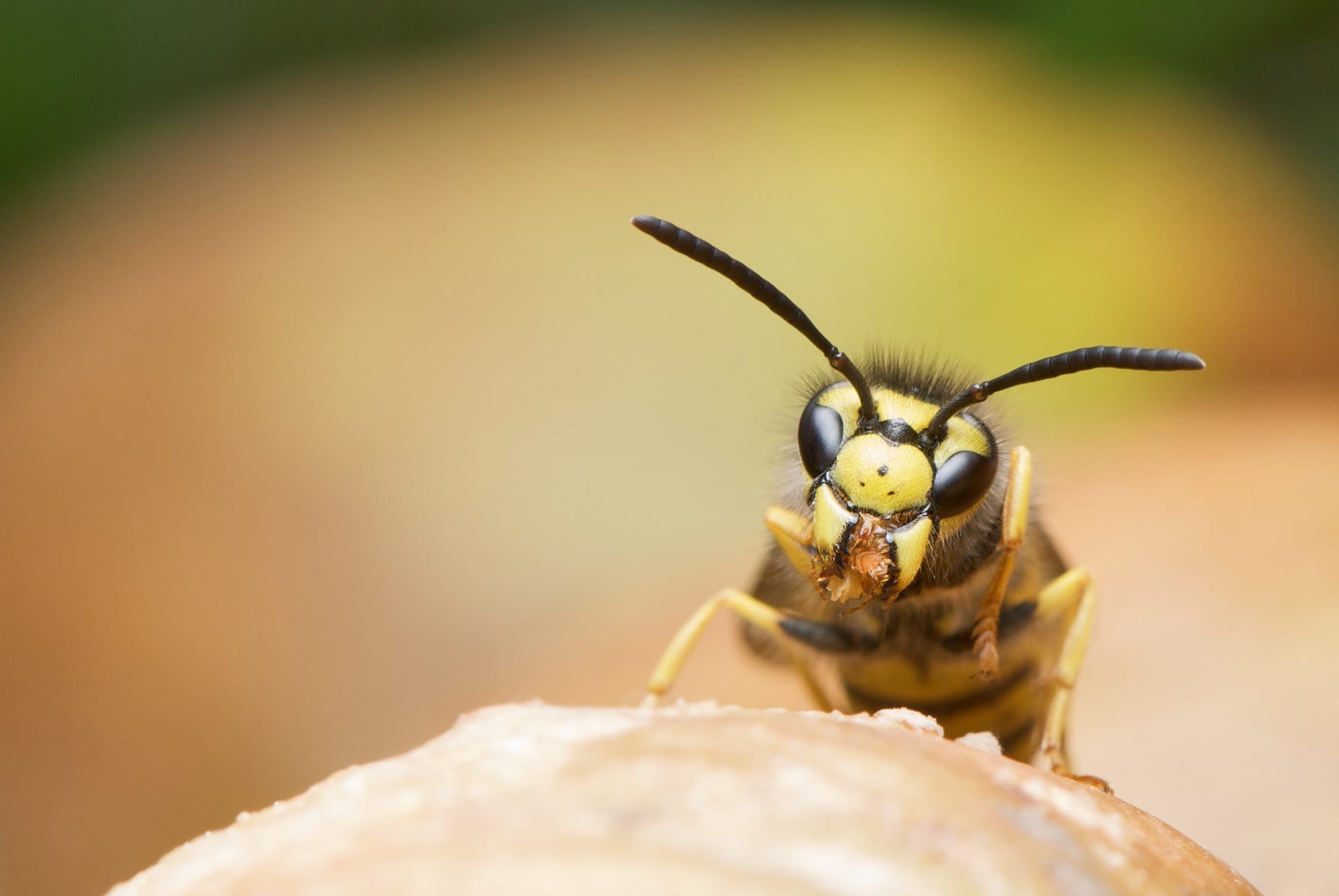 What to do When Wasps Decide to Share Your Home
