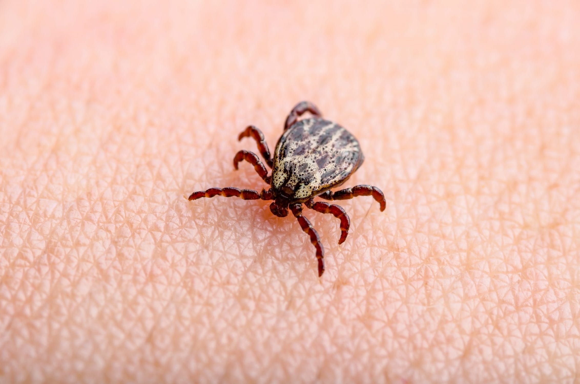 US CDC Introduces New Tick and Mosquito Repellent Made From Grapefruit