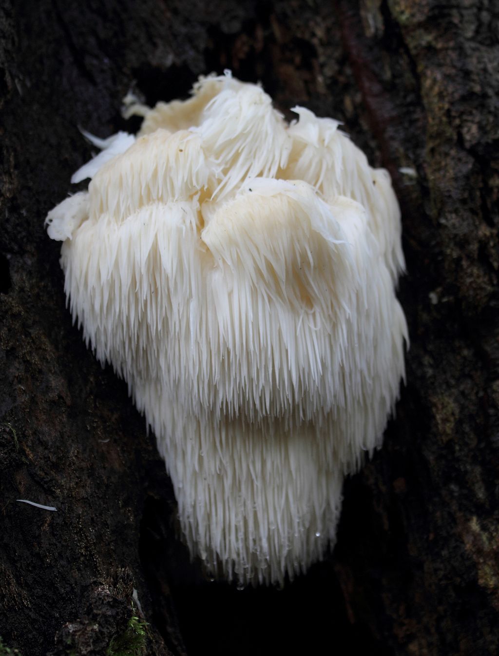 Lion's Mane Mushroom Review Shroomy Nerve Growth Factor (NGF) Booster