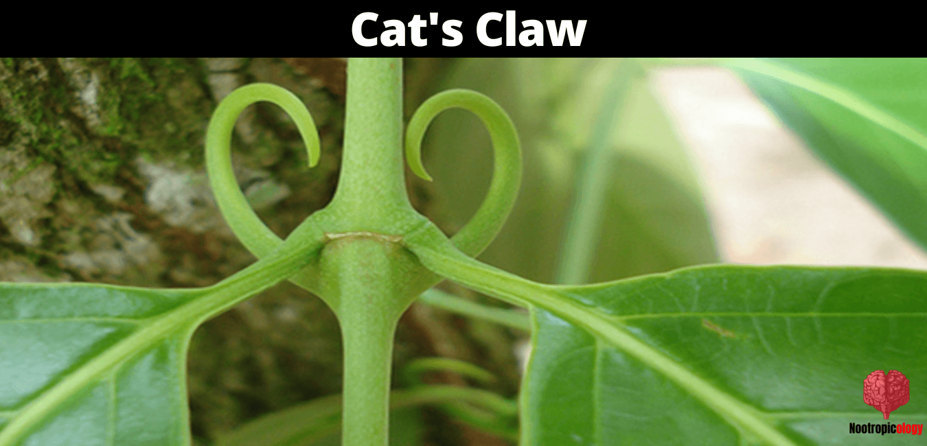 Cat's Claw Nootropic Review Benefits, Use, Dosage & Side Effects