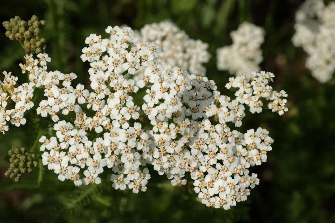 Yarrow Benefits, Dosage, Side Effects, Drug Interactions, and Other Important Information