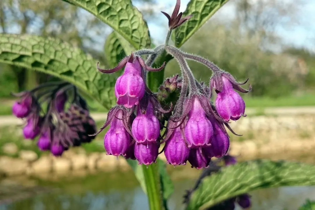 Comfrey Benefits, Dosage, Side Effects, Drug Interactions, and Other Important Information