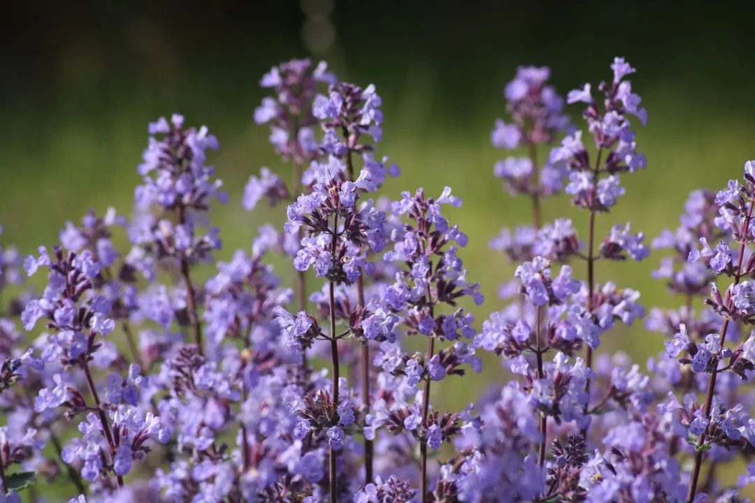 Catnip Benefits, Dosage, Side Effects, Drug Interactions, and Other