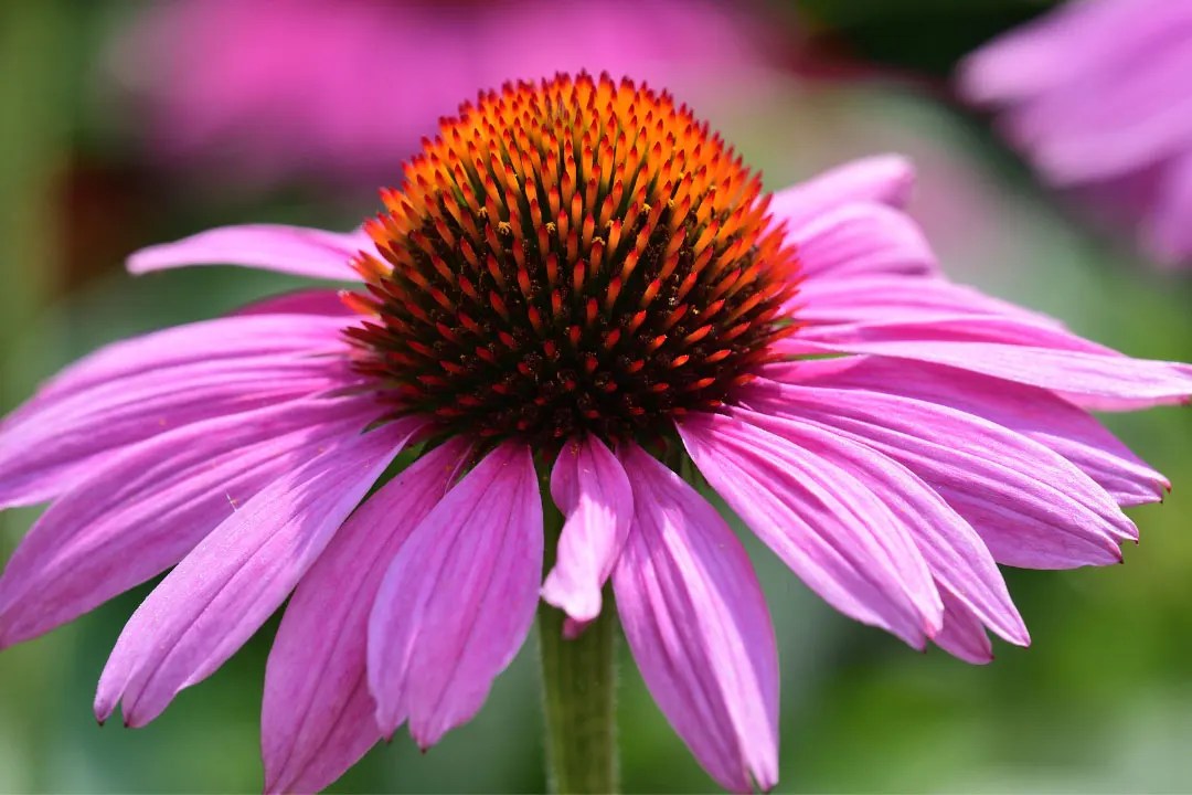 Echinacea Benefits, Dosage, Side Effects, Drug Interactions, and Other