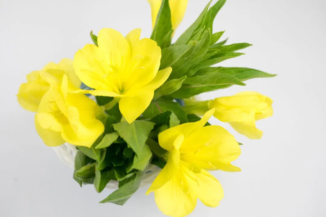 Evening Primrose Benefits, Dosage, Side Effects, Drug Interactions