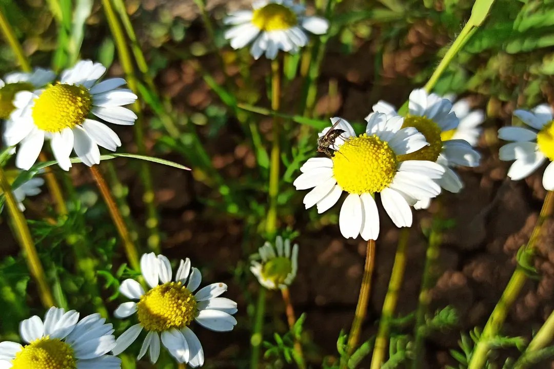 German Chamomile Benefits, Dosage, Side Effects, Drug Interactions