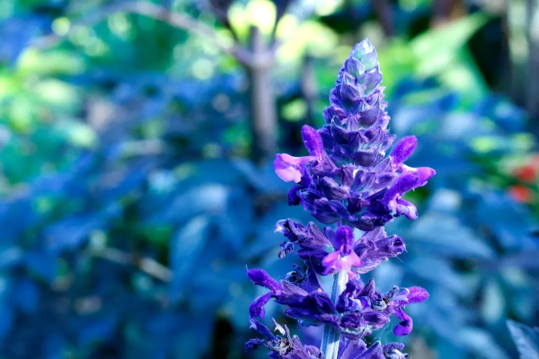 Bugleweed Benefits, Dosage, Side Effects, Drug Interactions, and Other