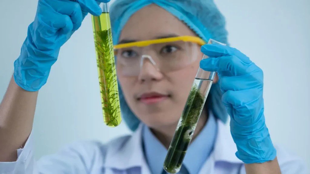 Brown Algae Benefits, Dosage, Side Effects, Drug Interactions, and