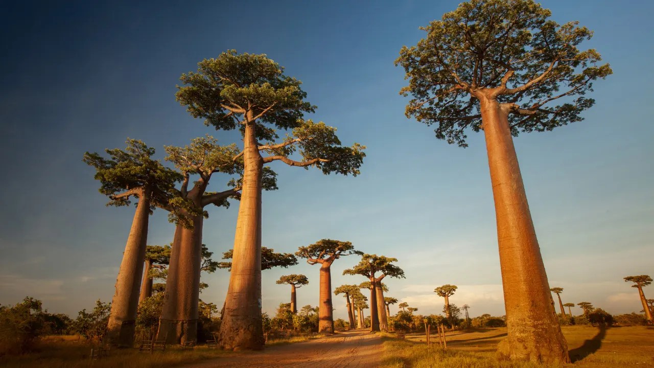 BAOBAB Benefits, Dosage, Side Effects, Drug Interactions, And Other Important Information