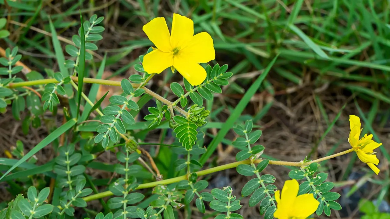 Tribulus Terrestris Benefits, Dosage, Side Effects, Drug Interactions, and Other Important