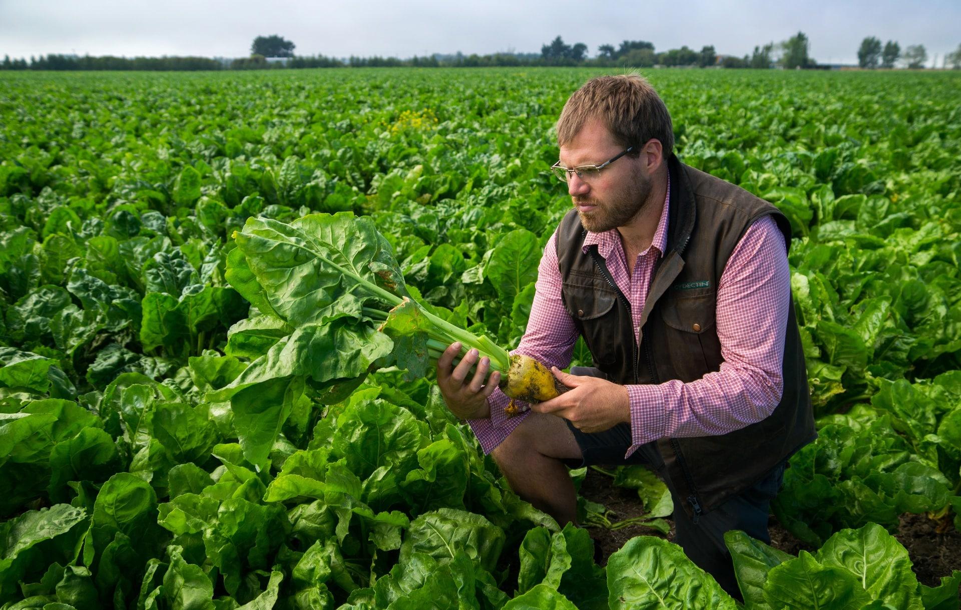 Brassica Order Form NOPS North Otago Pastoral Services