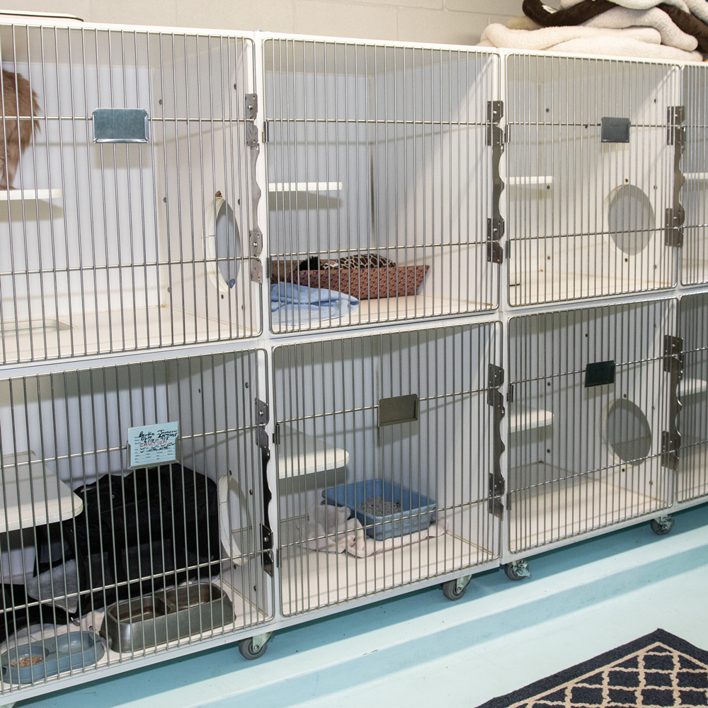 Pet Boarding Indianapolis Nora Veterinary Hospital