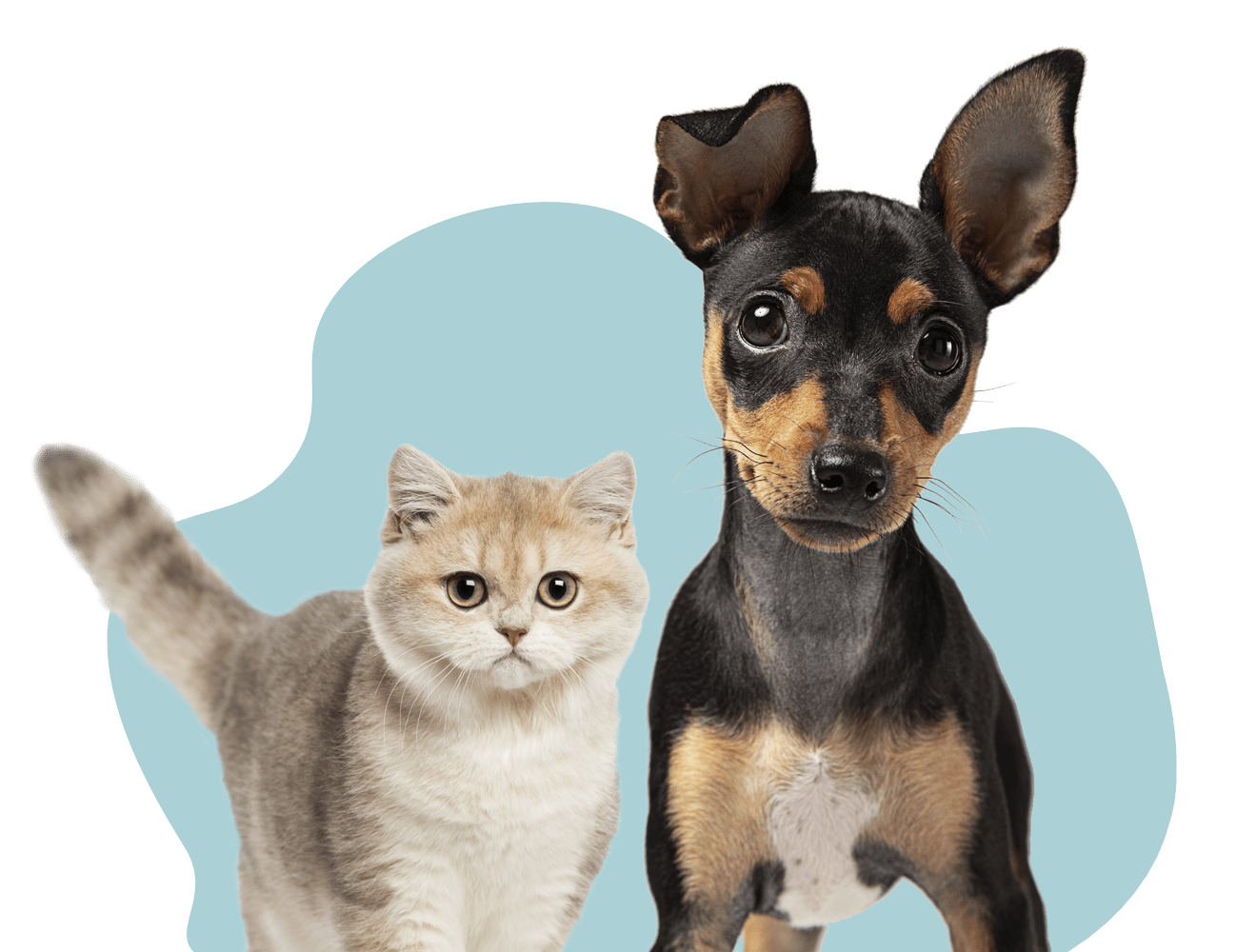 Veterinarian Indianapolis, IN Nora Veterinary Hospital Indianapolis