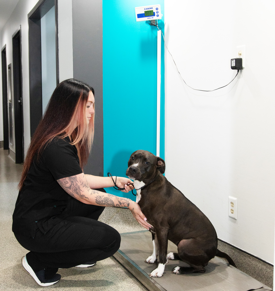 Senior Pet Care Indianapolis Nora Veterinary Hospital