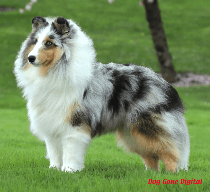 Sheltie Colors Shetland Sheepdog Club of Northern California Sheltie Club