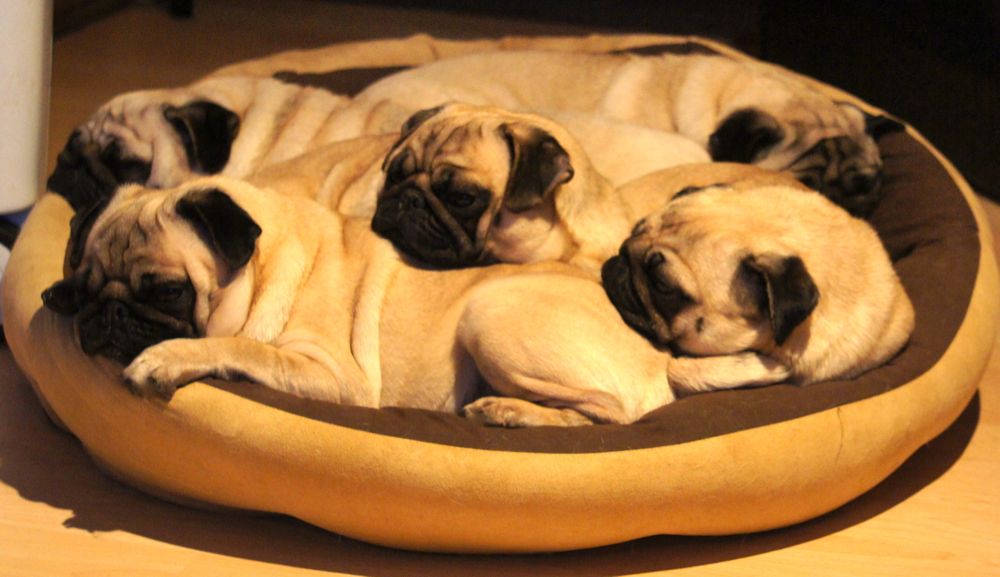 februari 2013 Nordanvindens Kennel