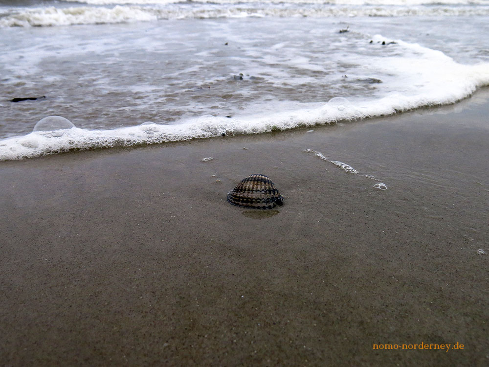 Norderneyer Online Norderney am Mittag 8. August 2017