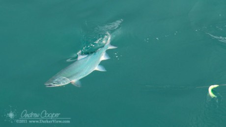 Fish On
