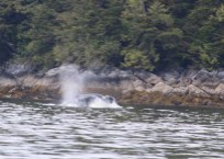 Humpback Breakfast Time; Photo by Larry Rogers