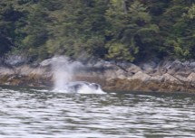 Humpback Breakfast Time; Photo by Larry Rogers