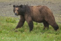 Grizzly