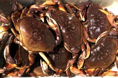 Dungeness Crab