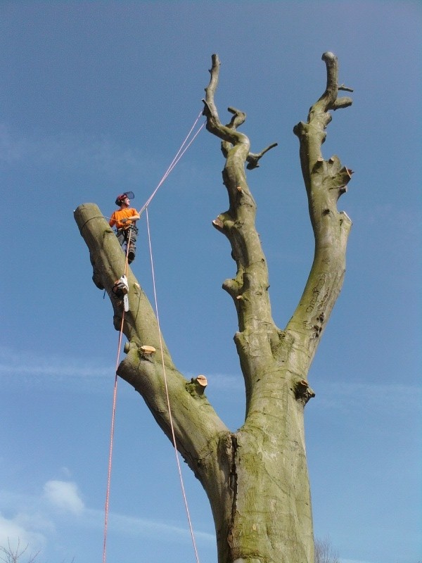 Tree Surgeons in Hingham NorfolkTrees.co.uk