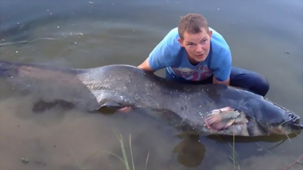 Norfolk Fishing Network 2004 2024 Catfish UK 144lb Wels Catfish