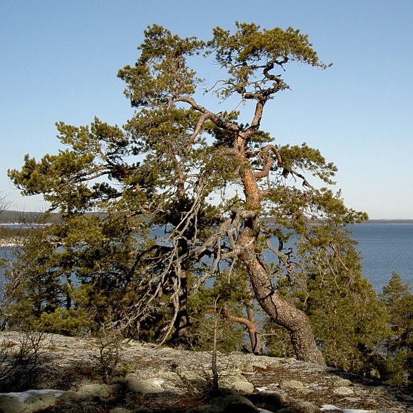 Sveriges äldsta träd