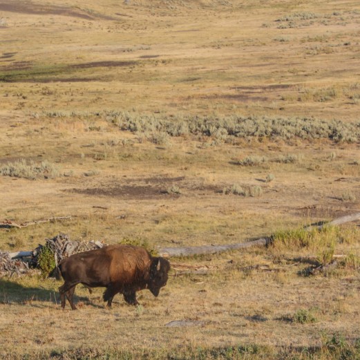 Bison in Lamar Valley
