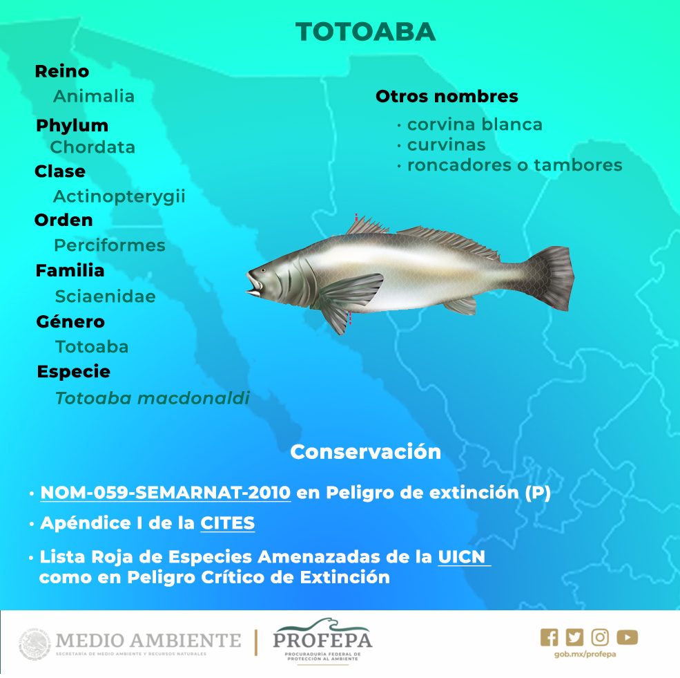 Científicos de la UABC liberarán 20 mil crías de pez totoaba, especie