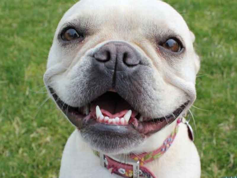 Hoy es Día Nacional del Perro en Estados Unidos Norte de Ciudad Juárez