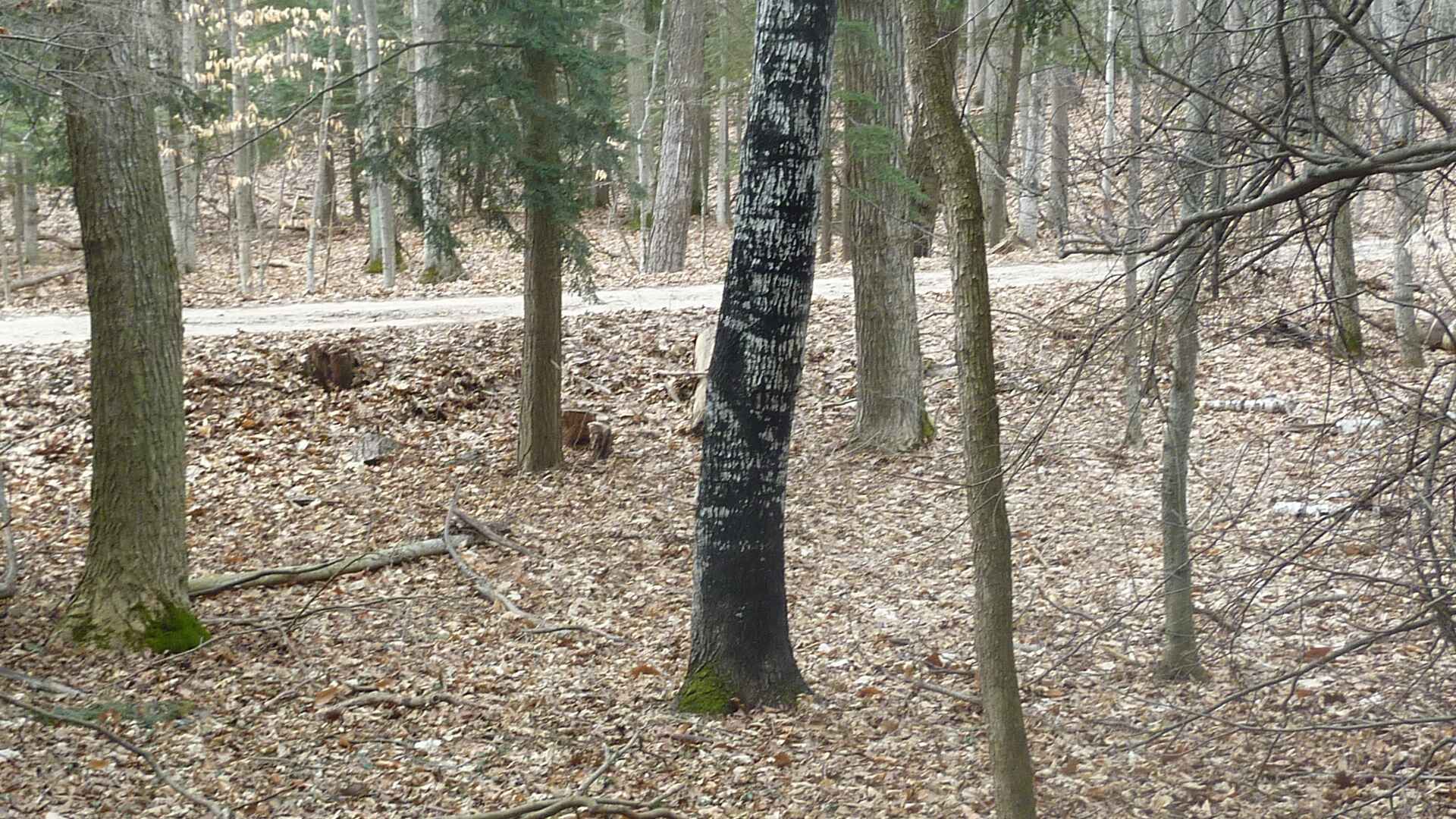 Frankfort Michigan Real Estate Vaughan Realty