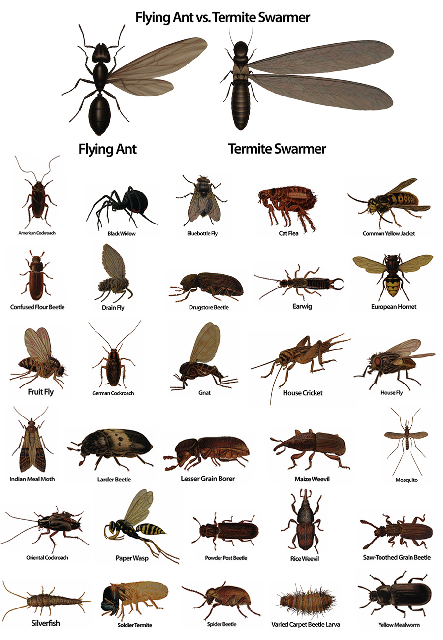 Different Types of Flies Insects Bing images